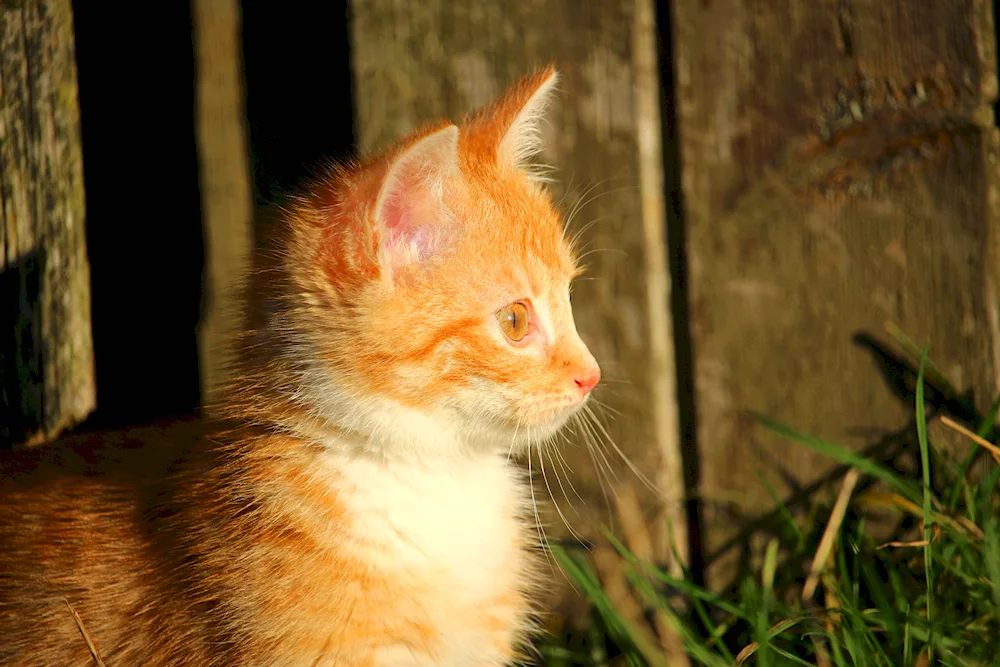 Red mongrel cat