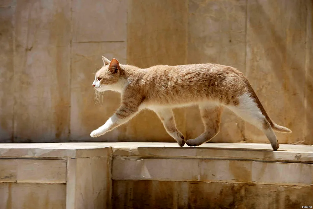 Ginger cat walking on the side