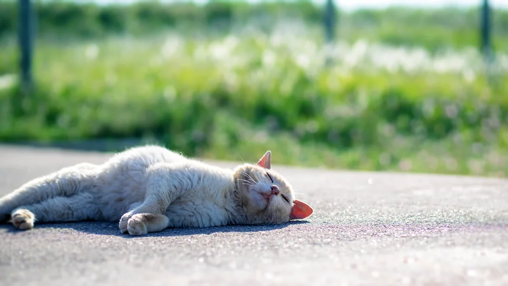 Red cat lying down