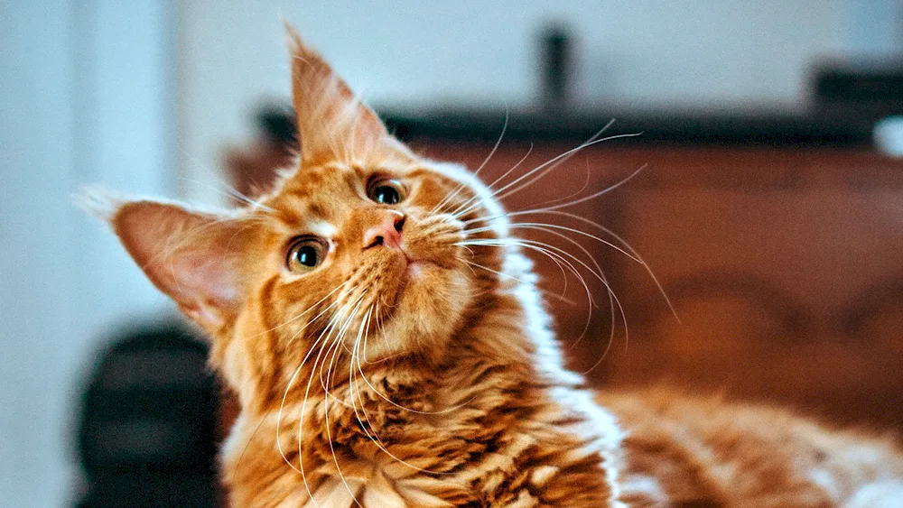 Maine Coon cat ginger