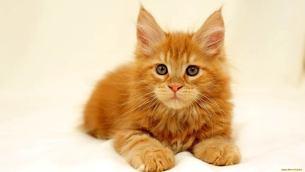 Maine Coon cat red