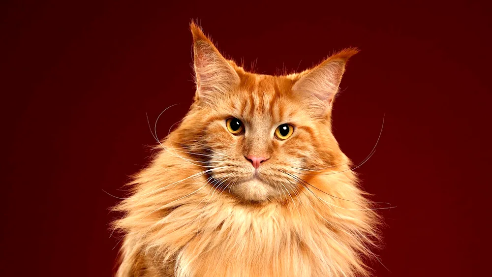 Maine Coon cat red