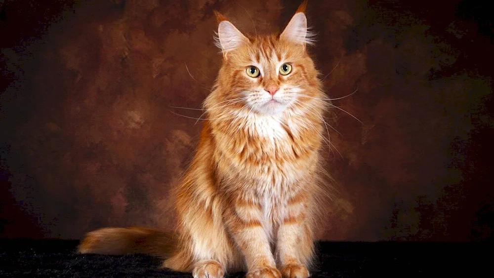 Maine coon cat red