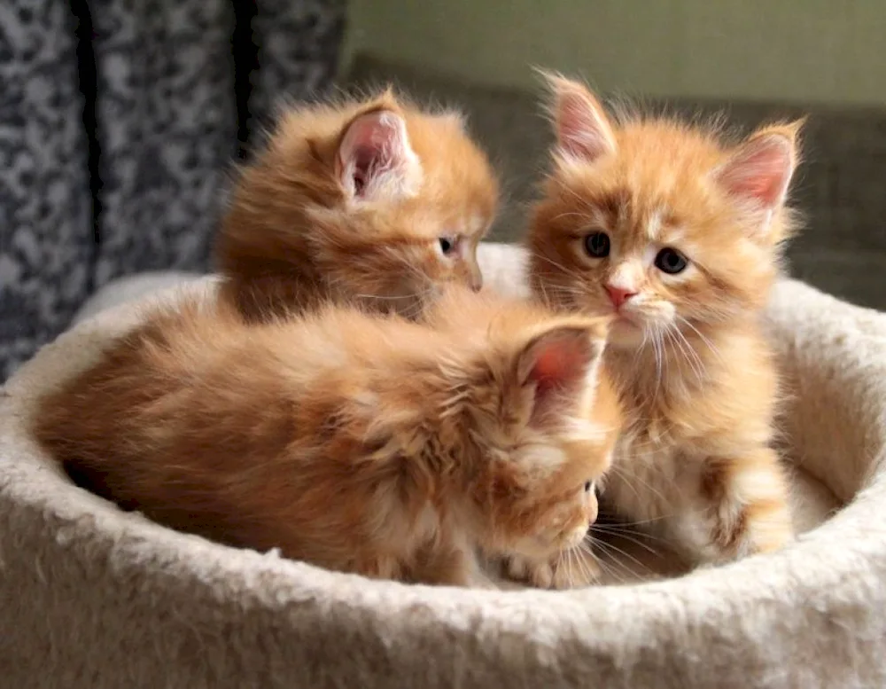 Maine Coon ginger