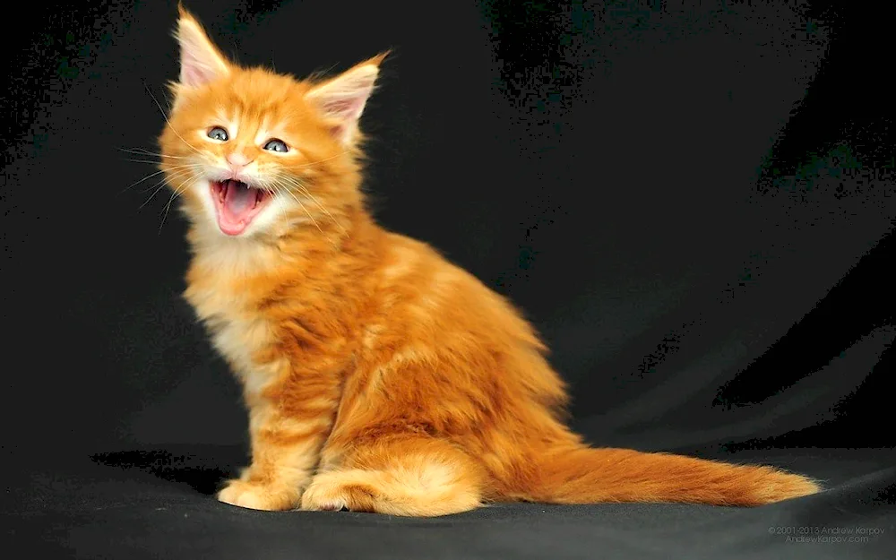 Siberian Maine Coon ginger