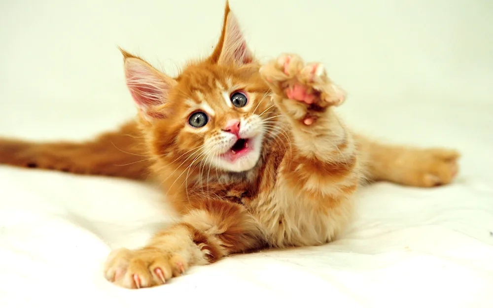 Maine Coon ginger- Maine Coon