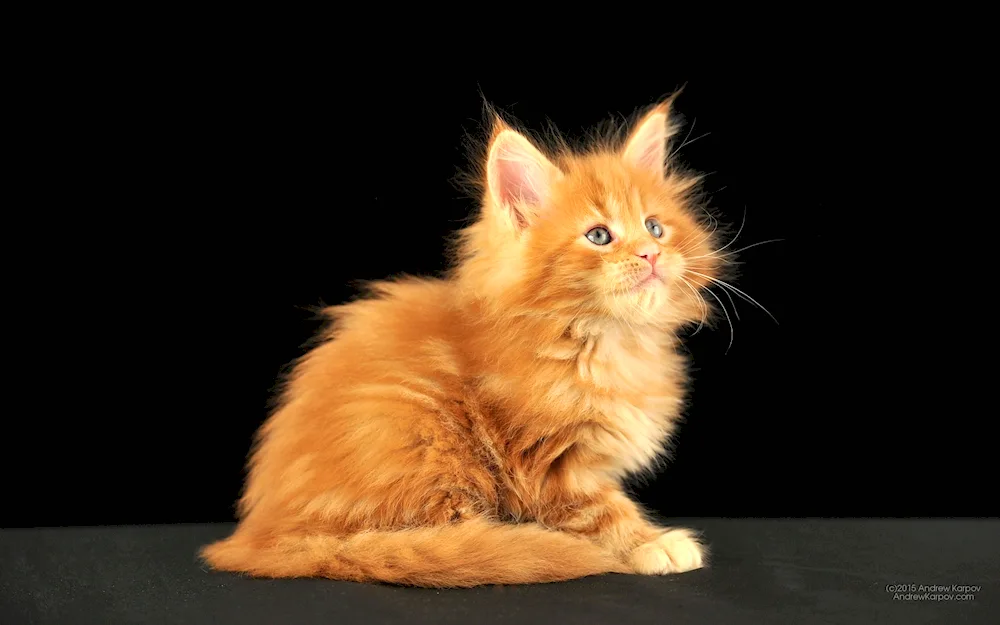 Maine coon kitten