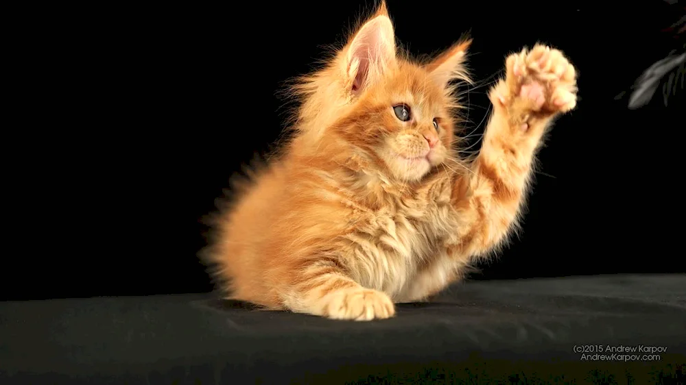 Maine coon kitten