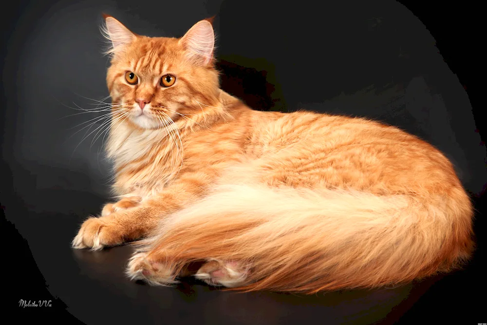 Maine Coon cat red