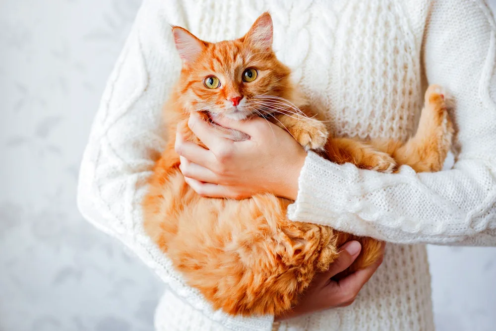 Girl with cat