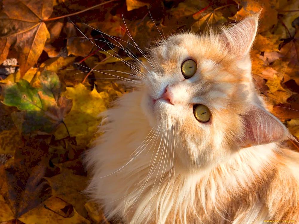 Red Autumn Cat