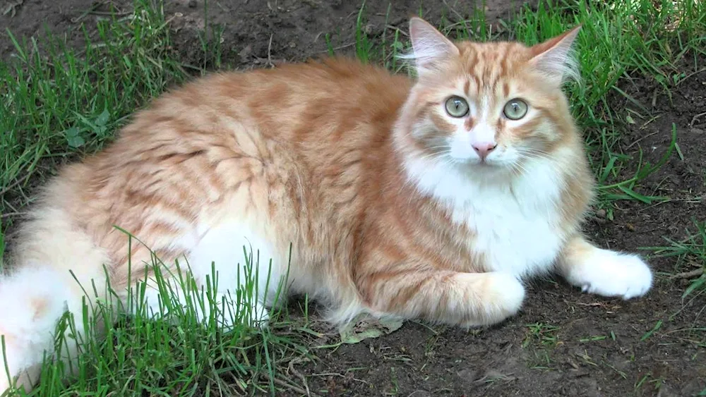 Siberian Maine Coon cat red