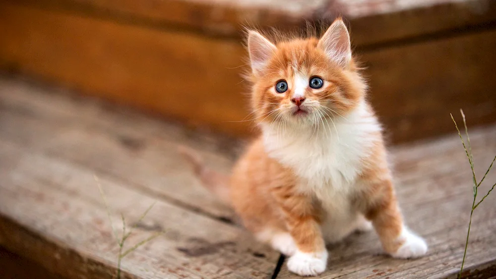 Ginger kitten