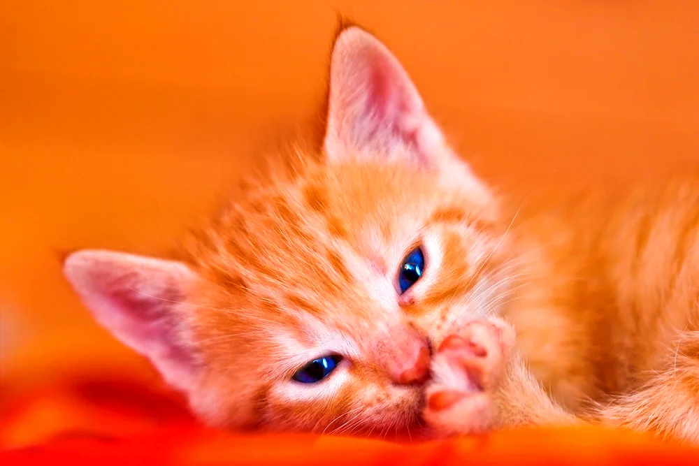 Ginger kitten