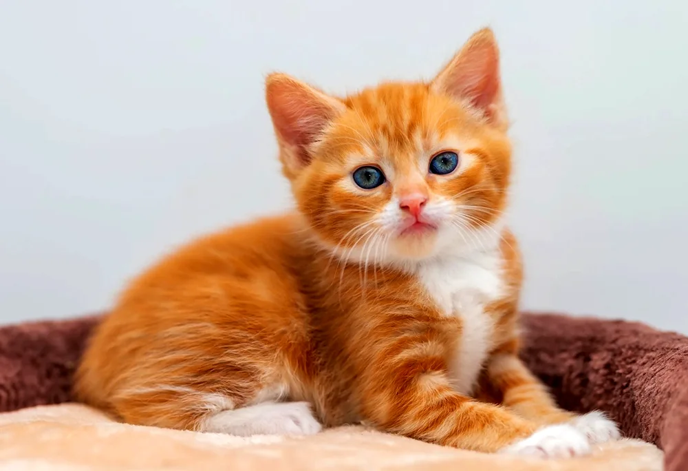 Ginger kitten