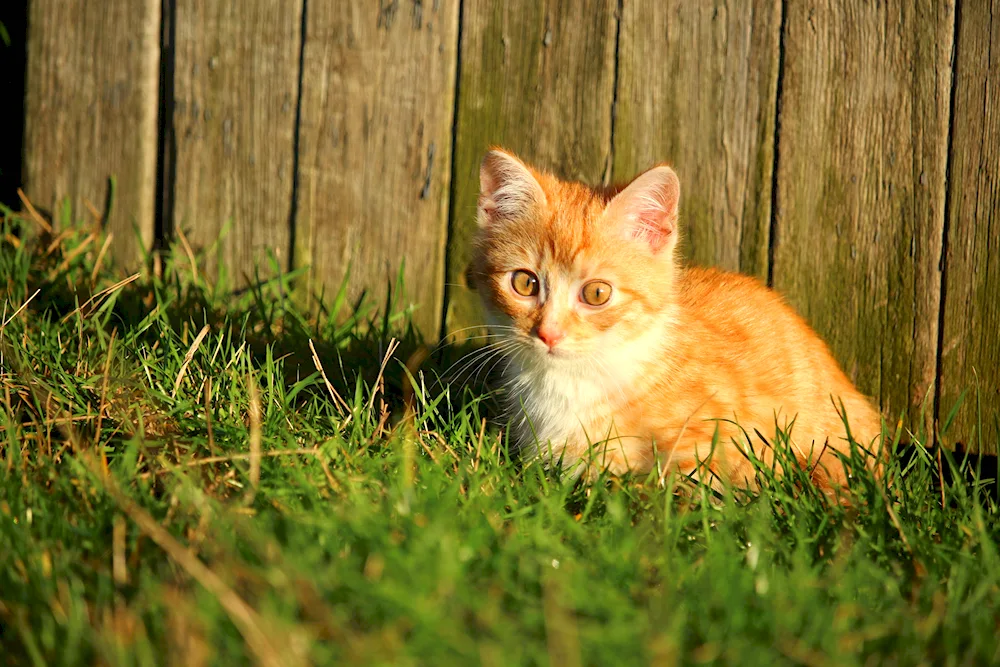 Ginger kitten