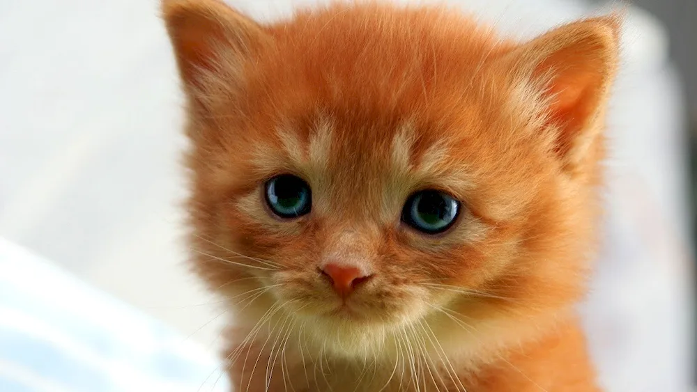 Ginger kitten