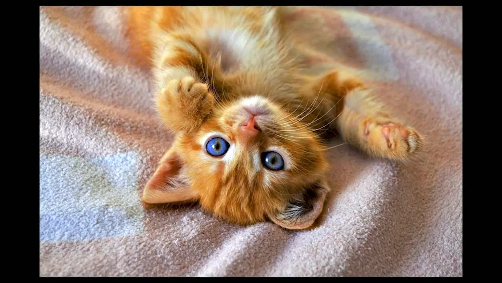 Ginger kitten