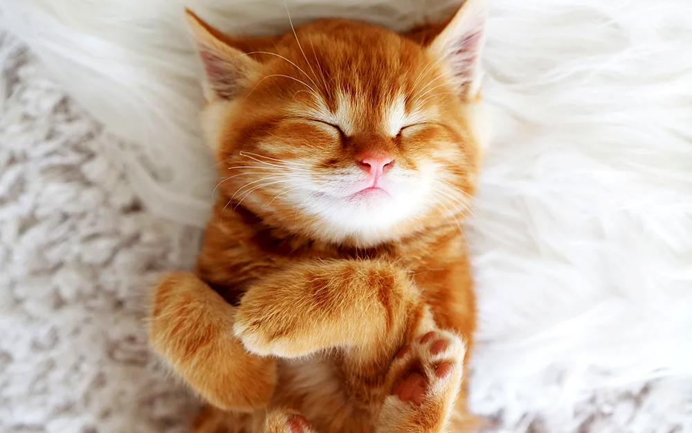 Ginger kitten