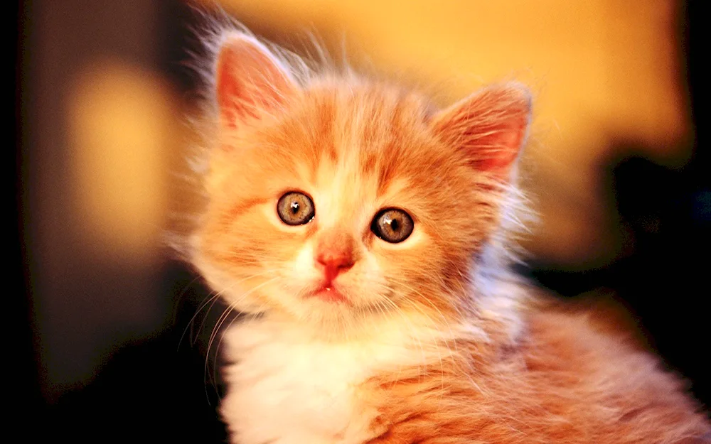 Maine Coon ginger kitten