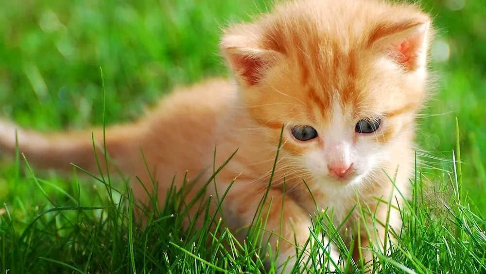 Munchkin Abyssinian