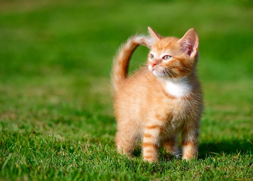 Maine Coon ginger