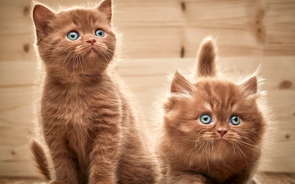 Cute brown kittens