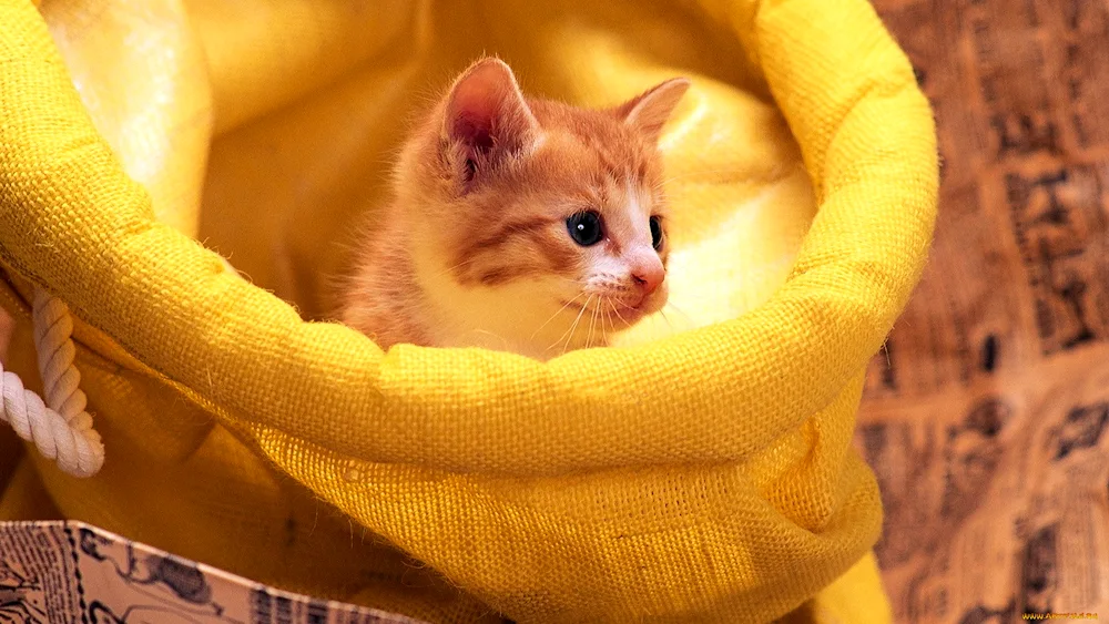 Yellow cat on a yellow background