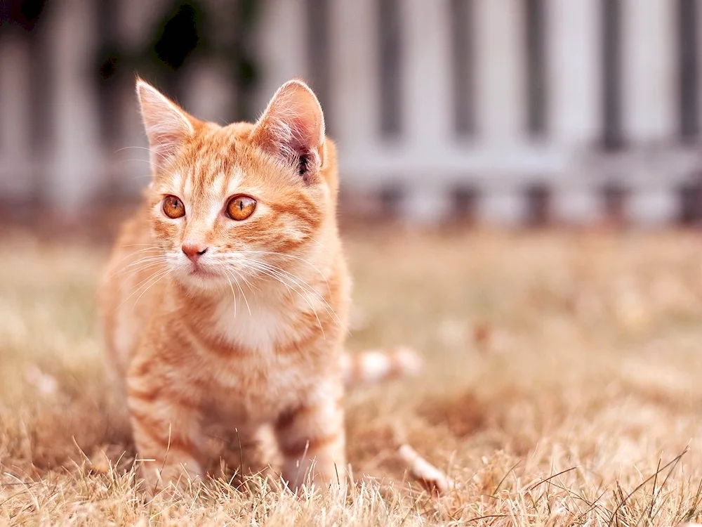 European shorthair cat red
