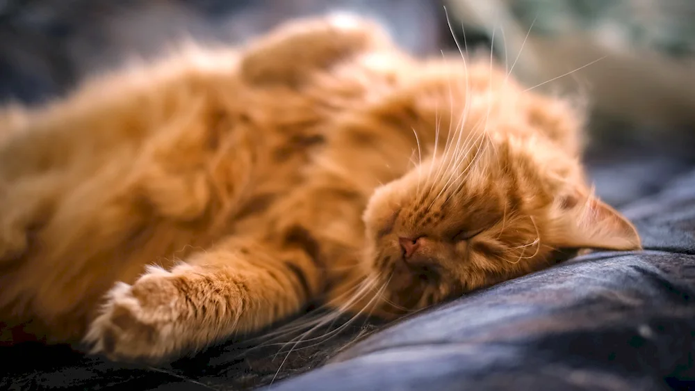 Sleeping cat