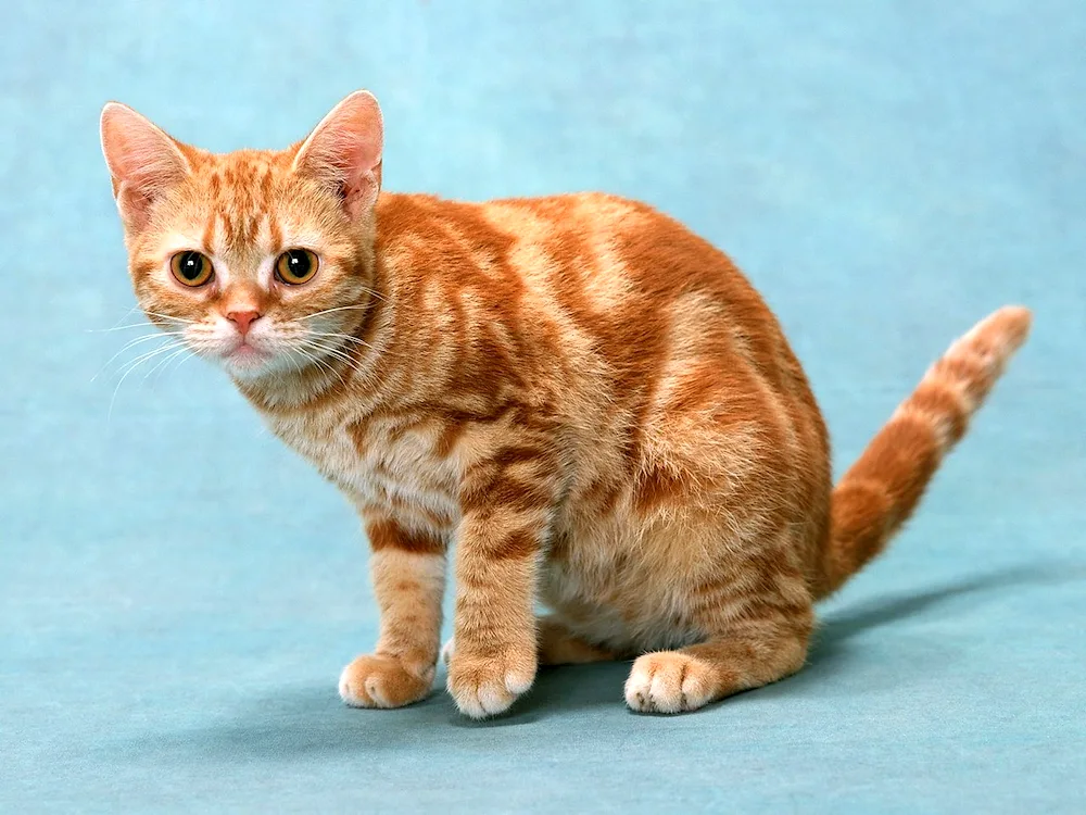 British Shorthair cat red