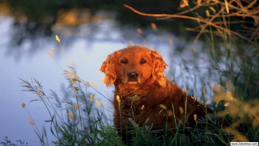 Red hunting dog