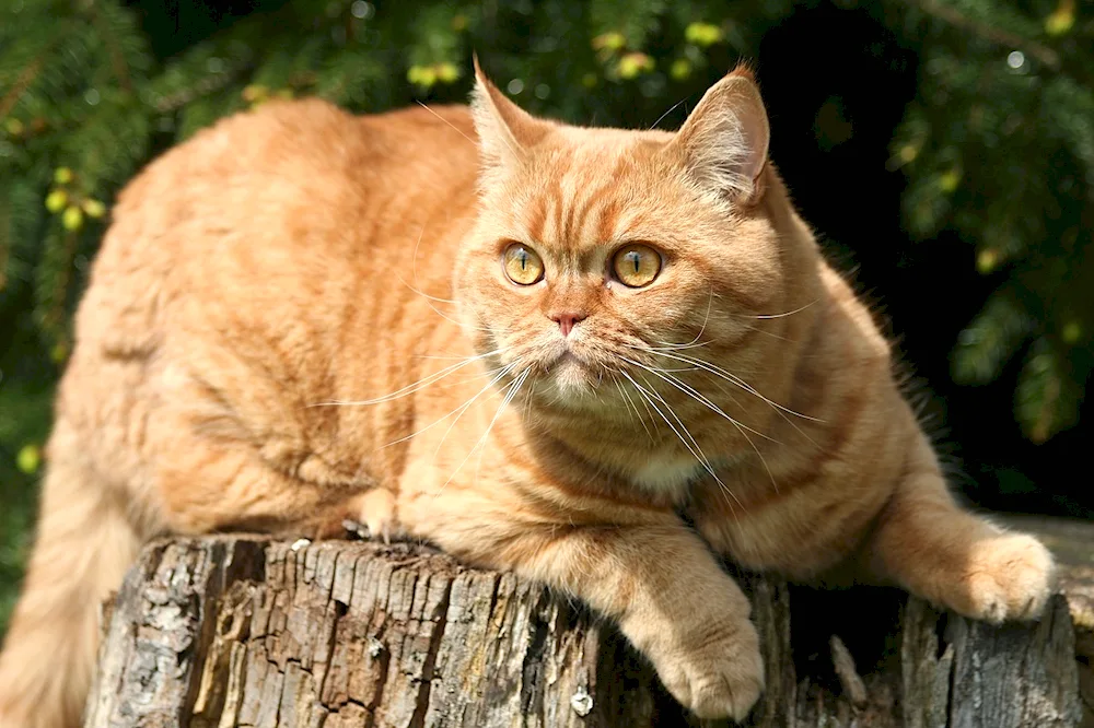 Scottish Hosico