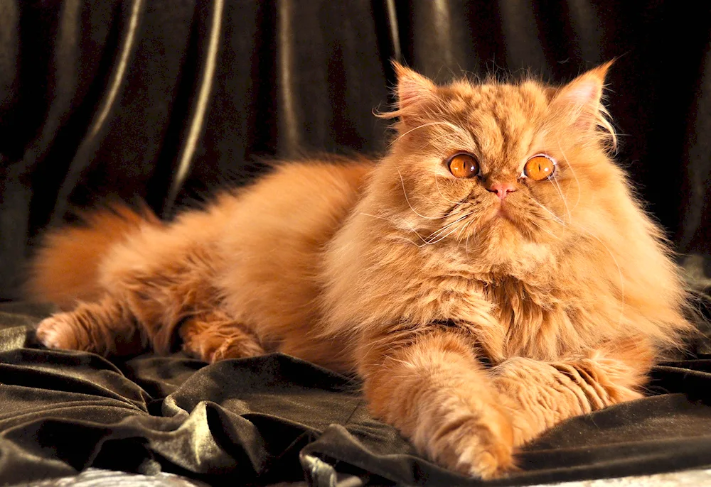 Red Persian cat