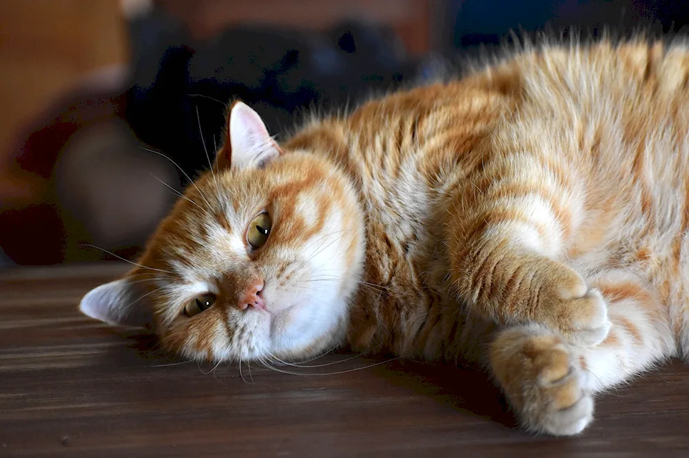 European shorthair cat red