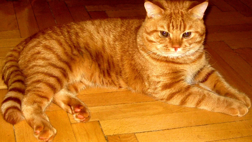 European Shorthair cat red