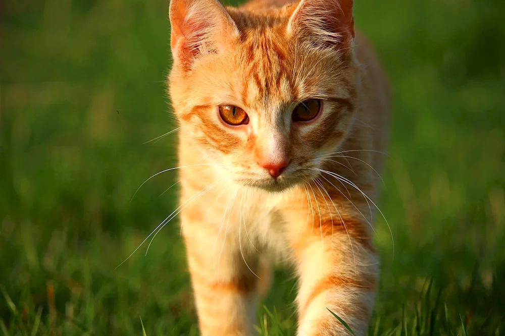 Red striped cat