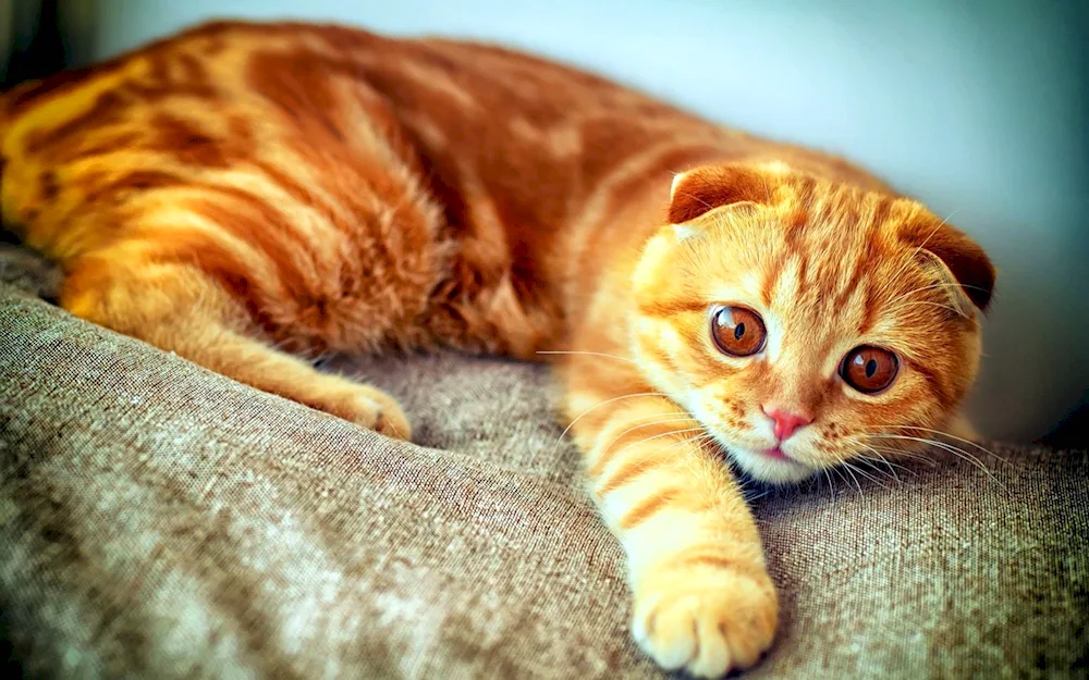 Siberian shorthair cat red- Coon