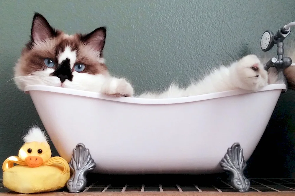 Cat in the bath