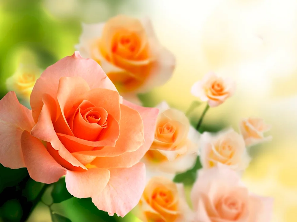 Birthday flowers