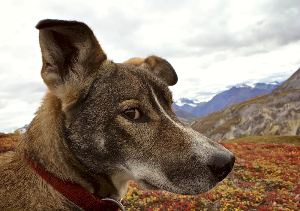 Saarloos Wolfdog