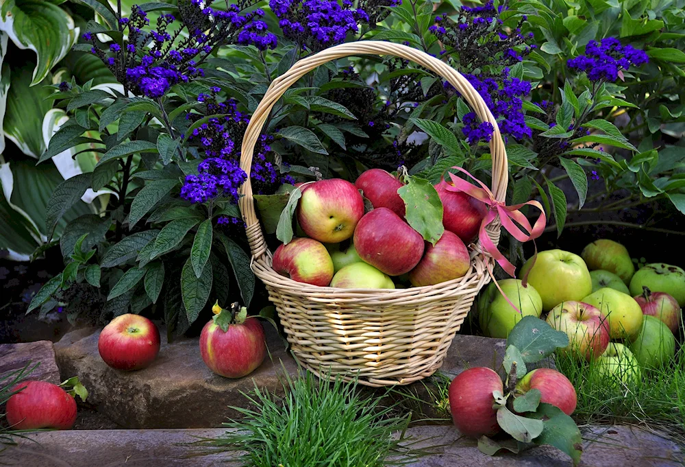 Fruit garden