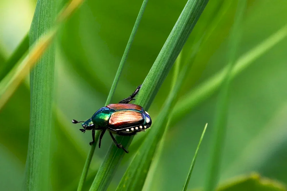 Emerald beetle. Rainbow beetle