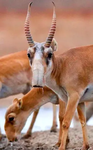 Saiga antelope