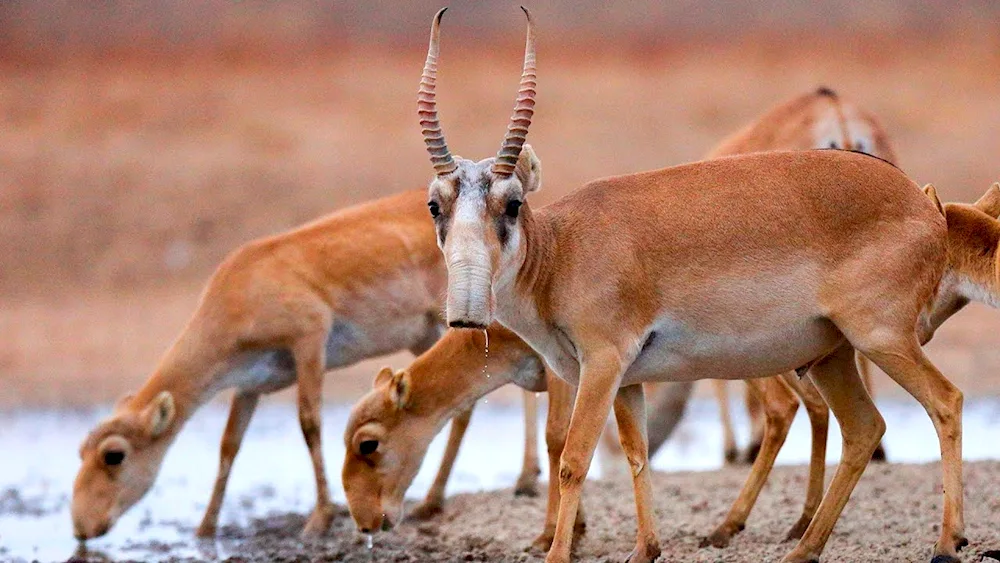 Saiga antelope