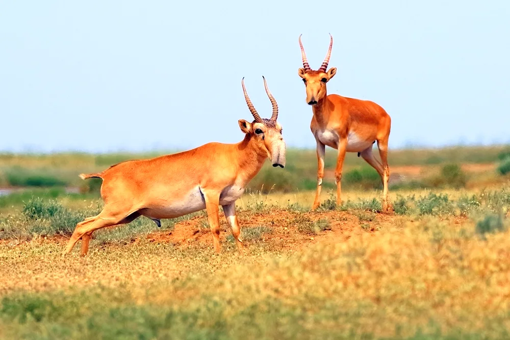 Antelope Saiga