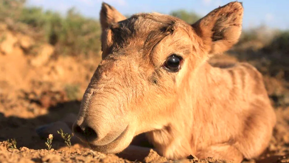 Saiga Saiga