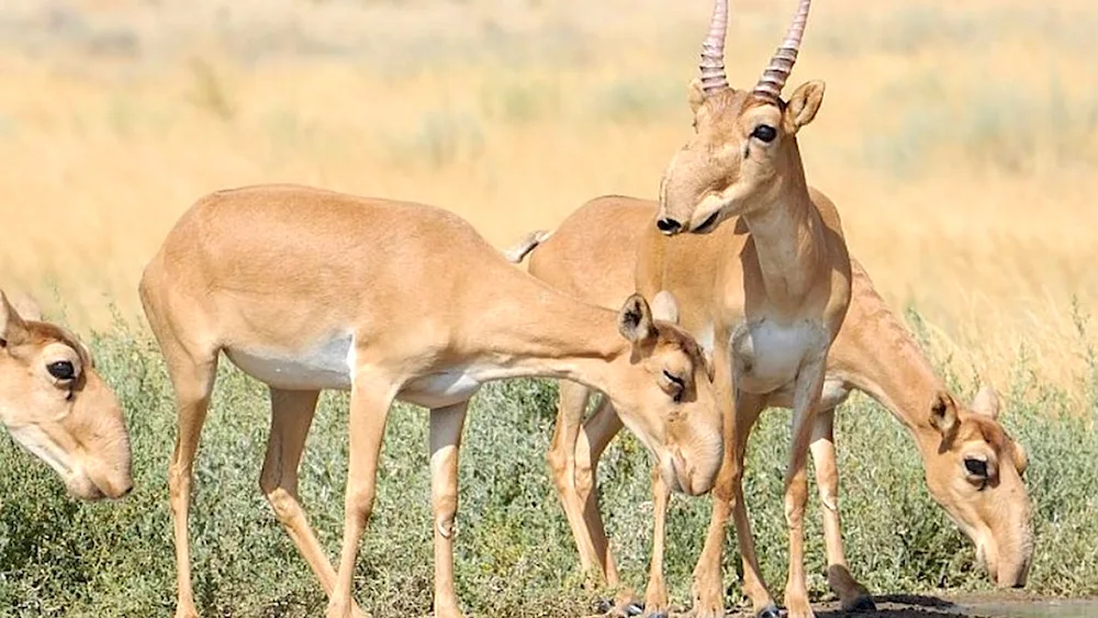 Saiga Saiga