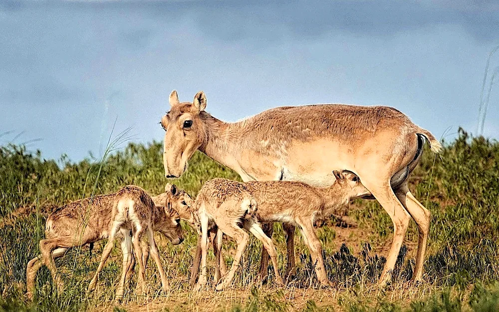 Saiga Saiga.