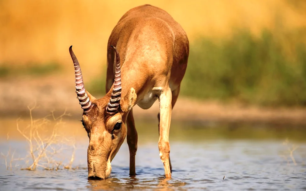 Saiga Saiga Saiga